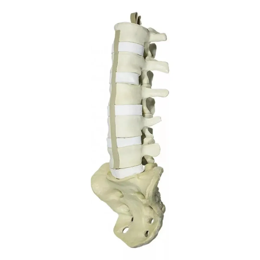 Columna Lumbar Con Sacro Ortopedia Educativa