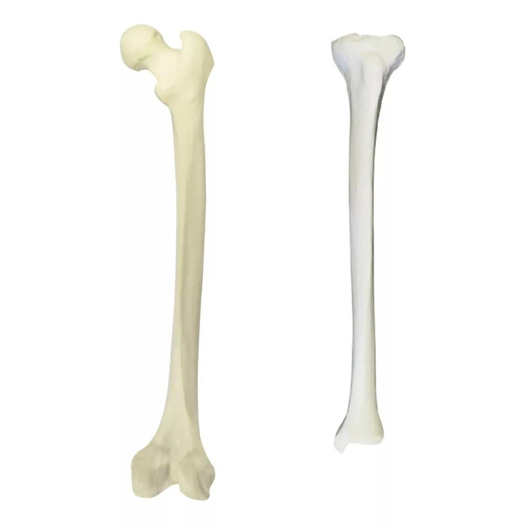 Rodilla Izquierda Simulacion Ligamentos Ortopedia Educativa